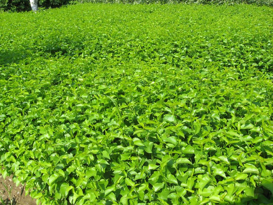 Продавам подложки джанка и махалебка.