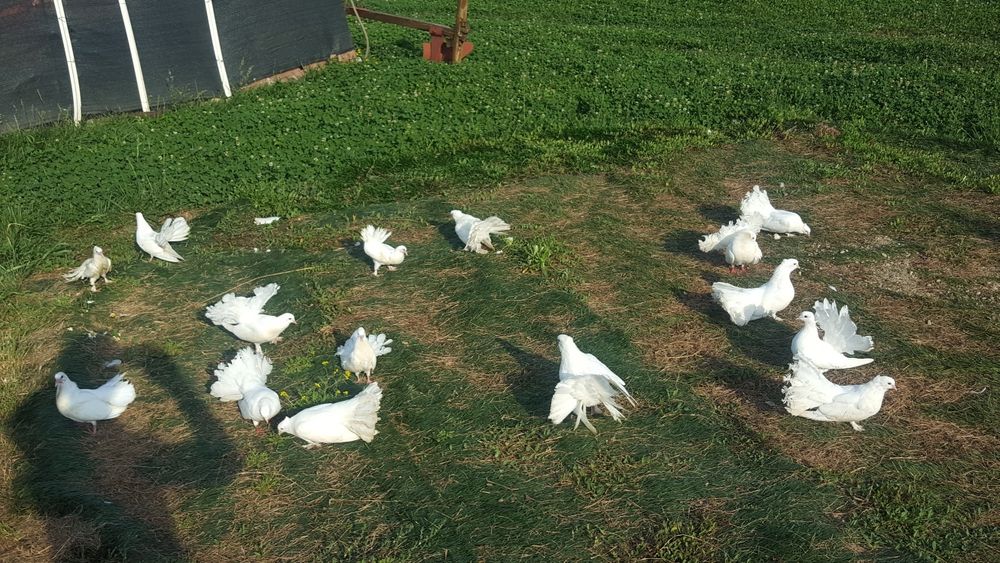 De vanzare porumbei curcanasi