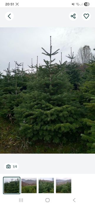 Vând brazi de Crăciun sau replantat!