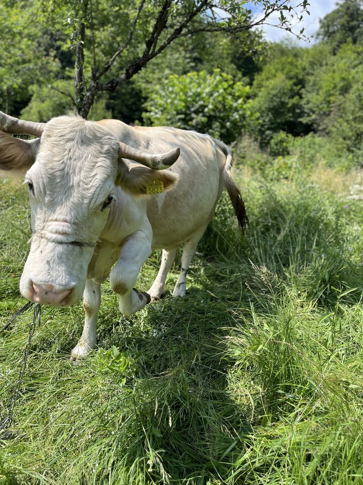 Vand 2 vitele si o vaca cu lapte