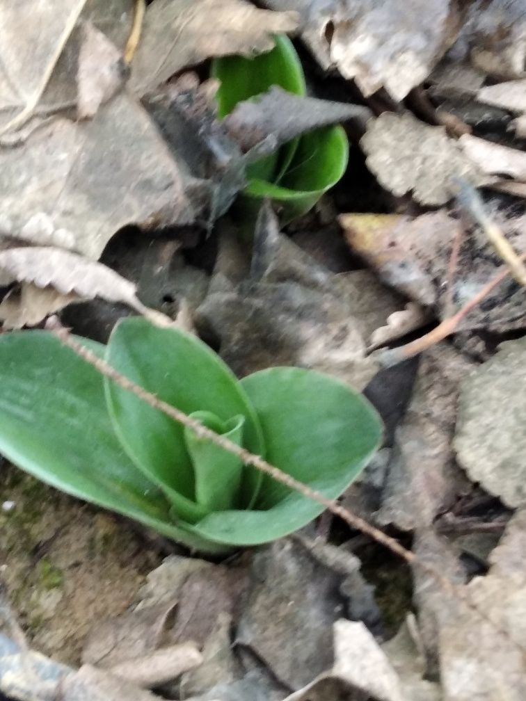 Dactylorhiza maculată (sculătoare)