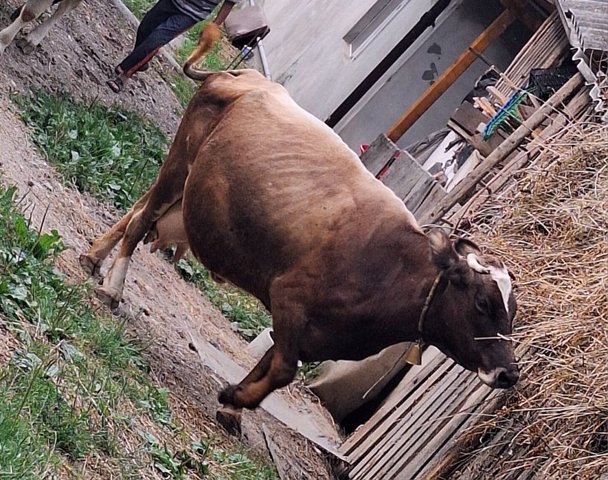 Vaca buna de lapte de vanzare