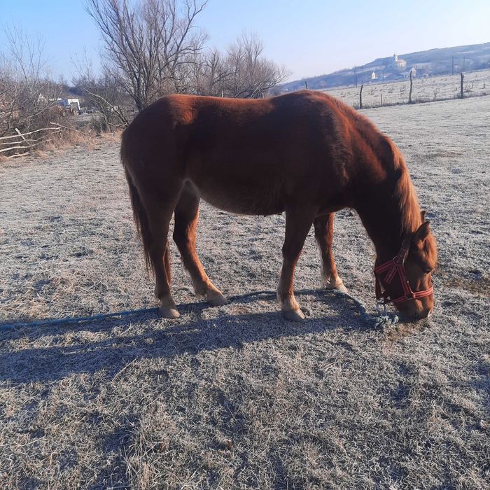 Vând două mânze surori una de 2 ani si cealata de 1 an