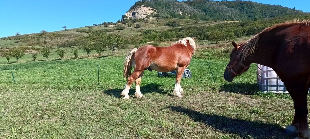 Vand Iapa gestanta și manz