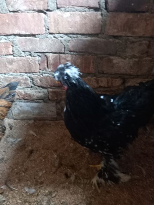 Vând cocoș moțat bobat