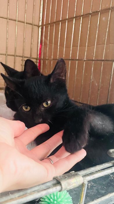 Pisicuțe negre spre adopție