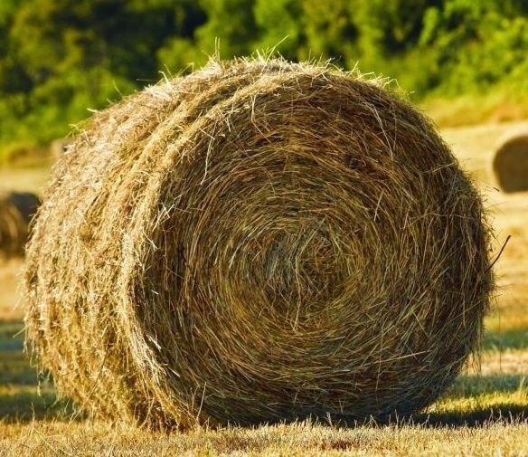 Сено для морских свинка