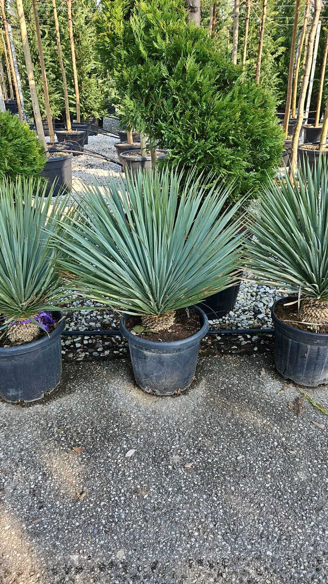 Plante ornamentale pentru o grădină perfectă