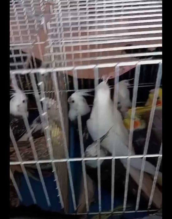 Продавам папагали корела