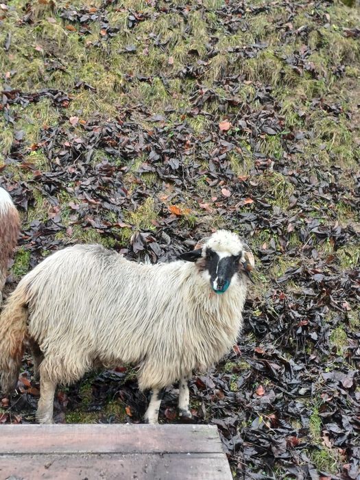 Vând 3 miele din oi bune