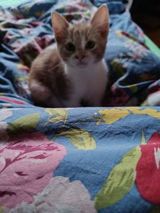 Подарявам малко котенце