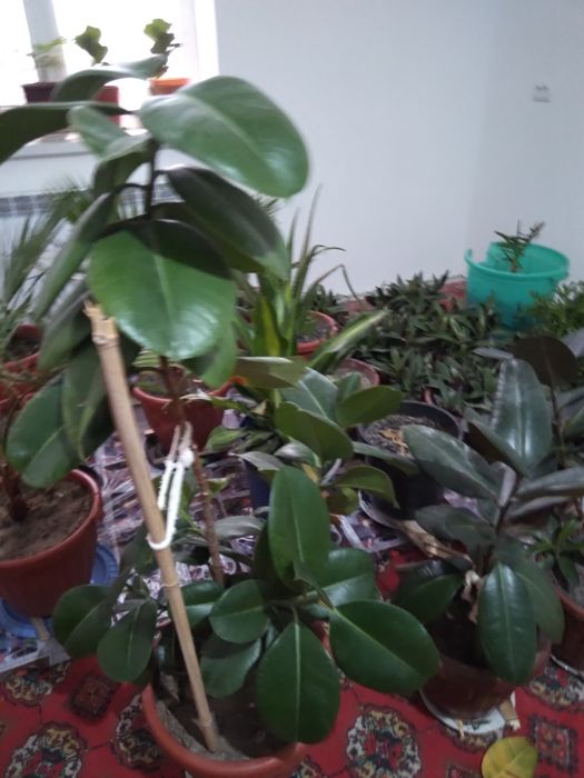 Tabby òģitlar blan parvarishlangan xona gullari