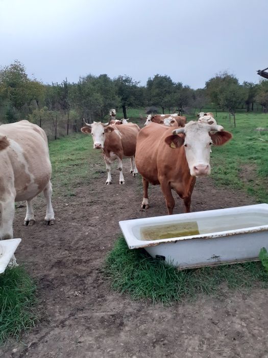 vînd 8 vacii la prețu de 8500 lei buc.