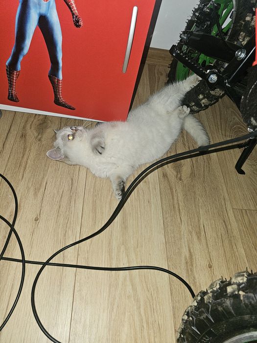 British shorthair ny1133