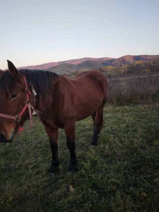 Vând manza de 2 ani jumate