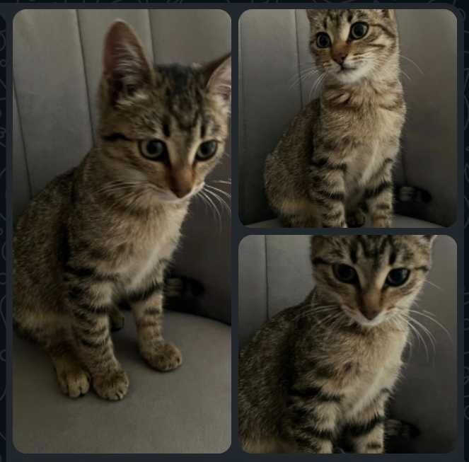 Нежная малышка ищет дом