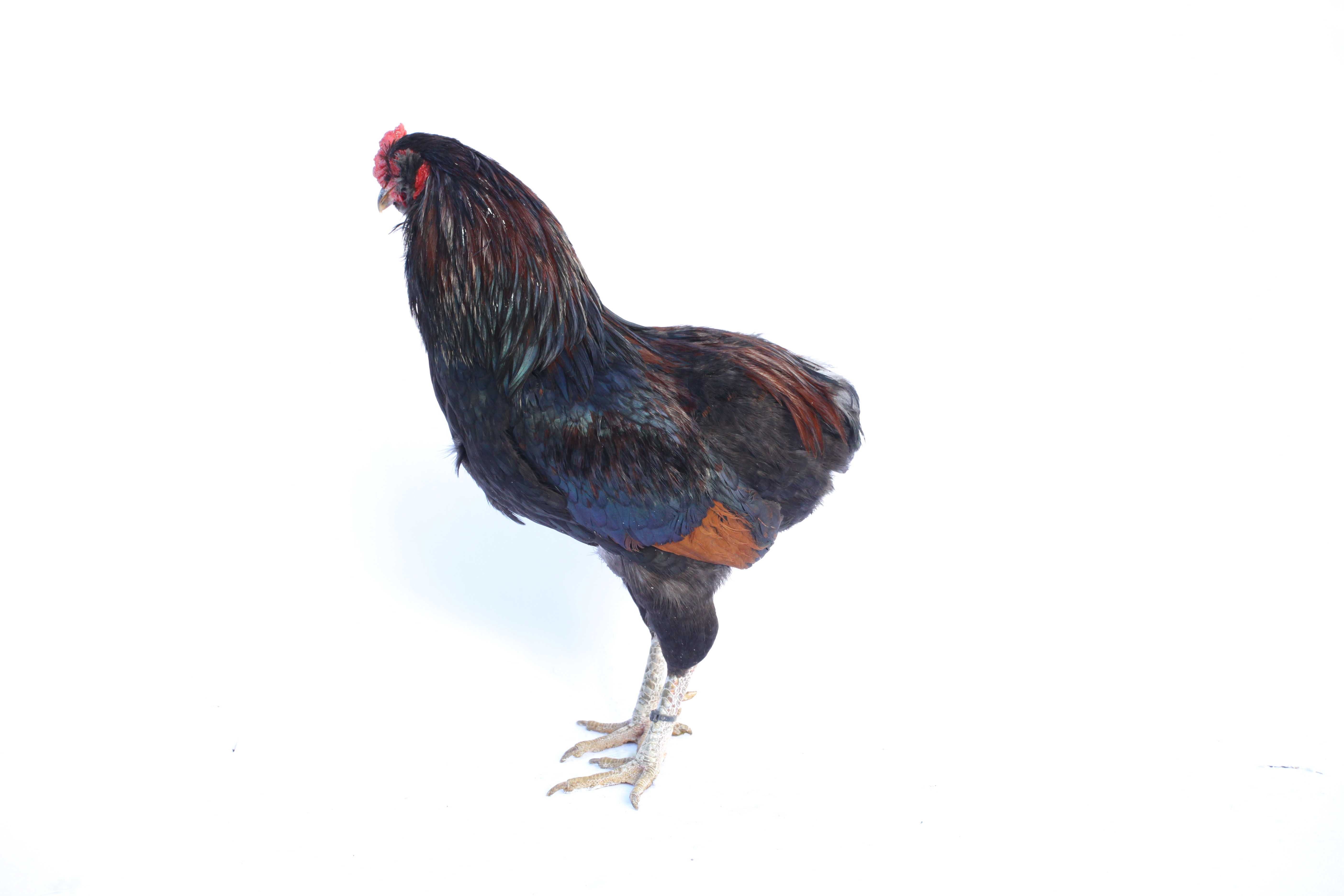 Cocos din rasa Araucana potarnichiu salbatic