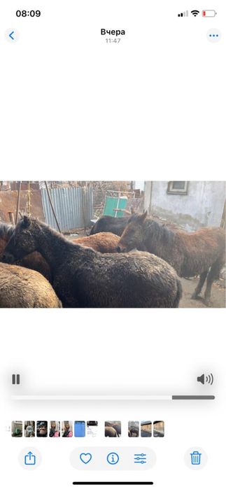 Семиз жылқылар сатылады