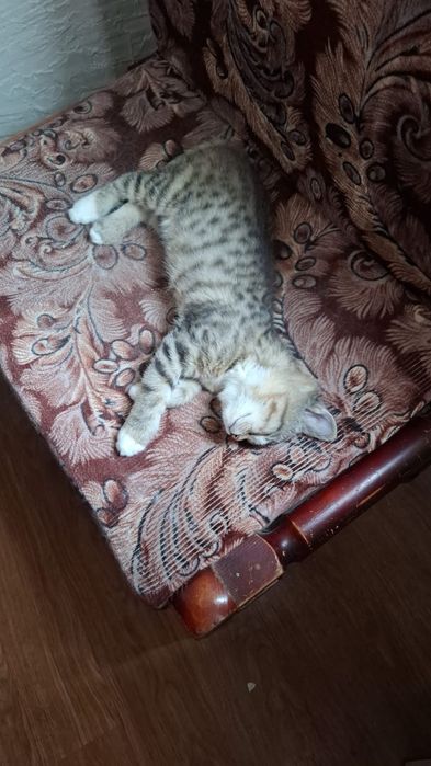 Кошечка в частный дом