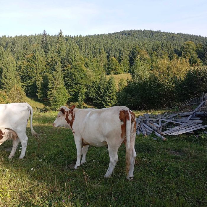 Vaca de vanzare, junincă gestanta