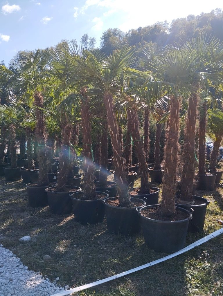 Trachycarpus Fortunei Palmier