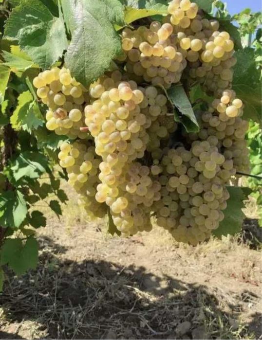 Struguri de vin Hamburg, Fetească