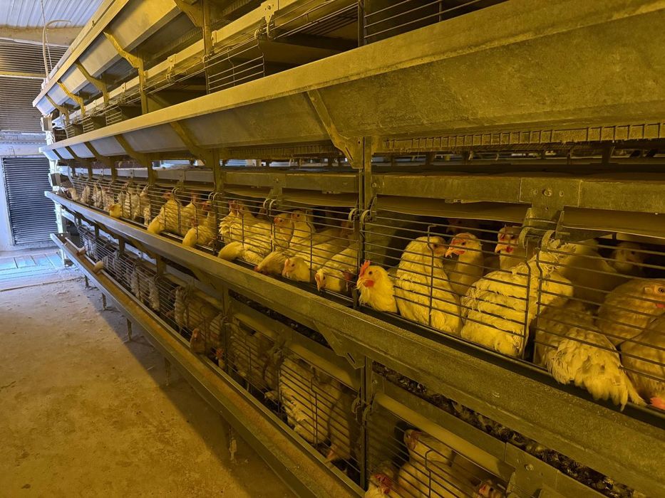 Loman sendi tuxum yo'nnalishi tovuqlari sotiladi tuxum yo'nnalishi oq