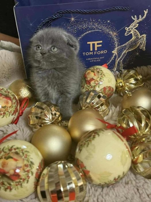 Шотлански и британски късокосместа