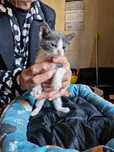 котенца котета на 2 мес.