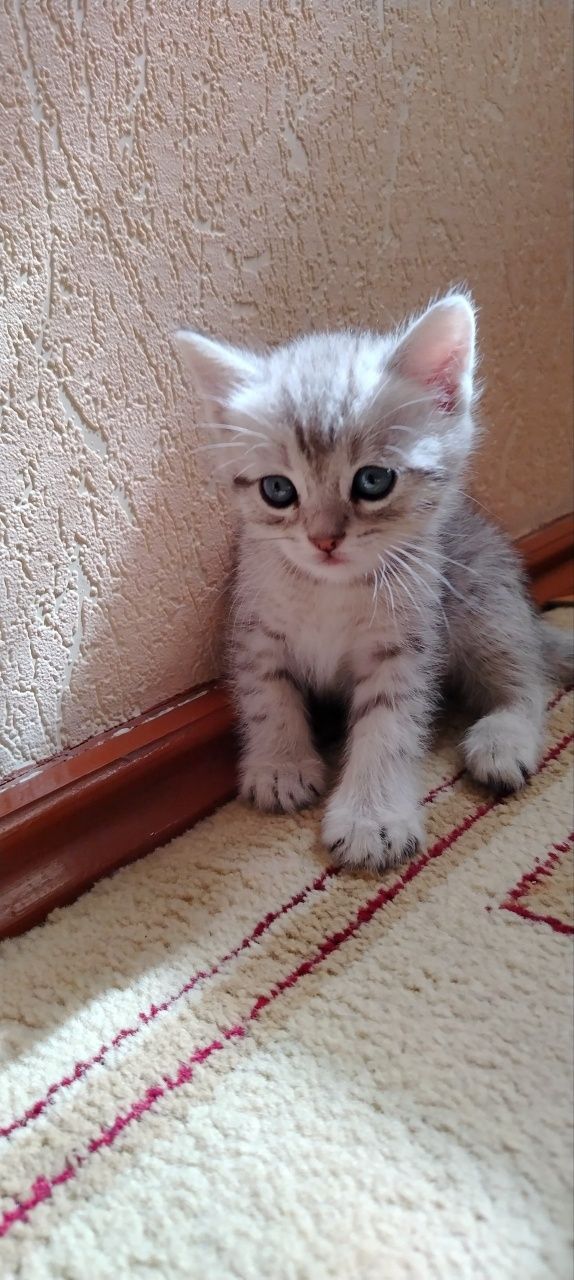 Двух месячный короткошёрстный британский котенок (мальчик)