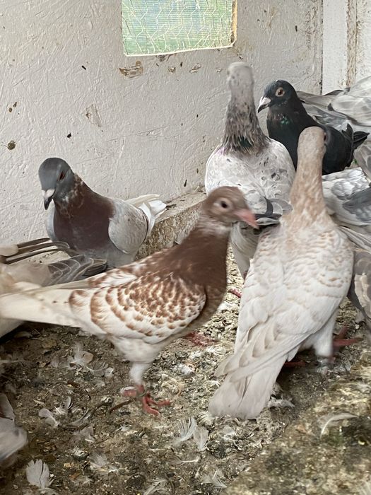 voiajori colorati (gene rare)