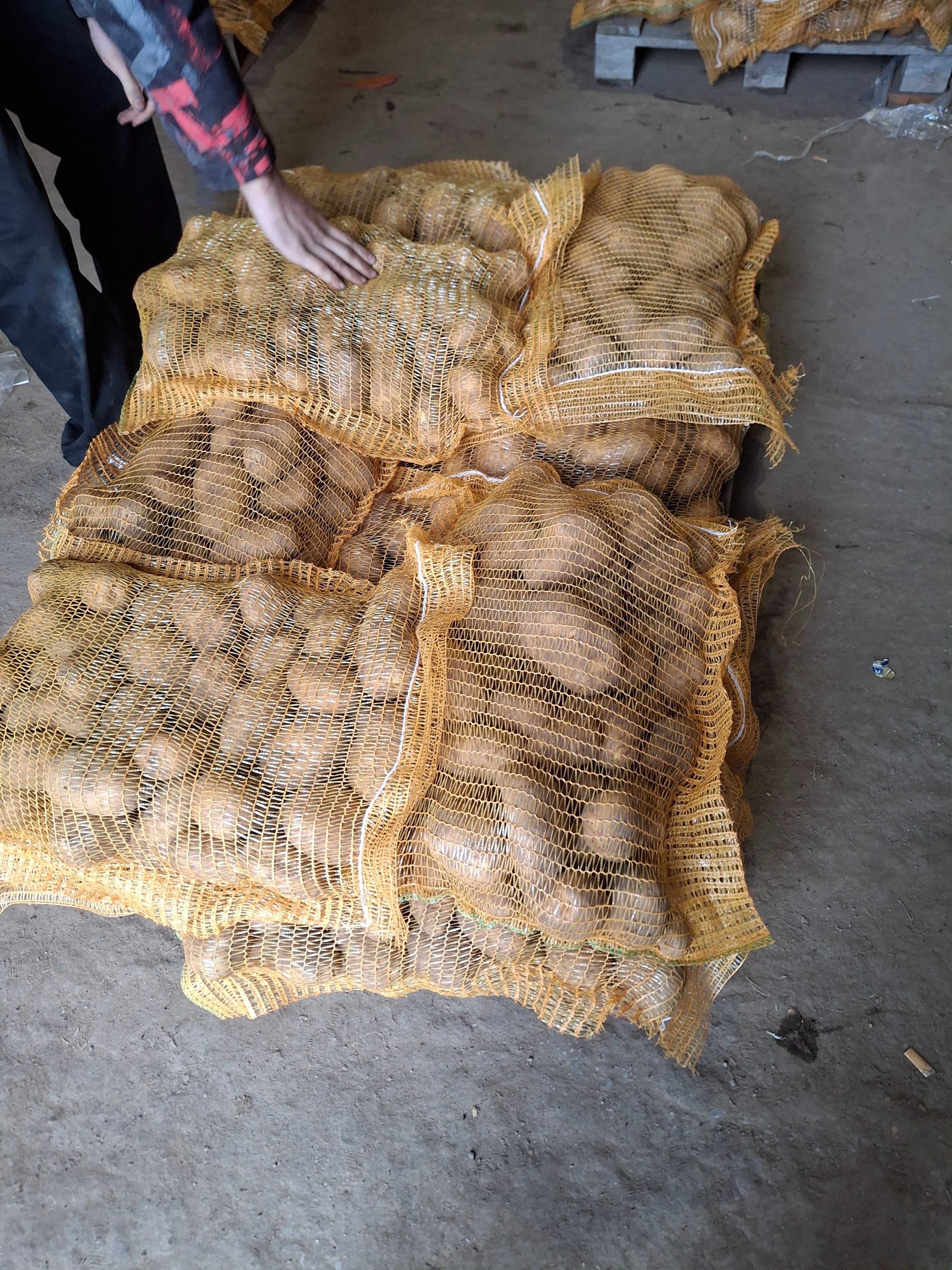 Картофи сорт сорая