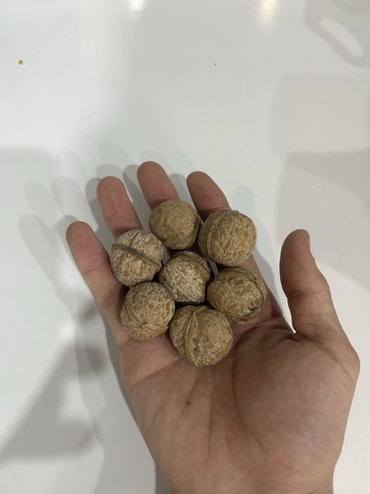 Грецкий Орех Грецкие орехи