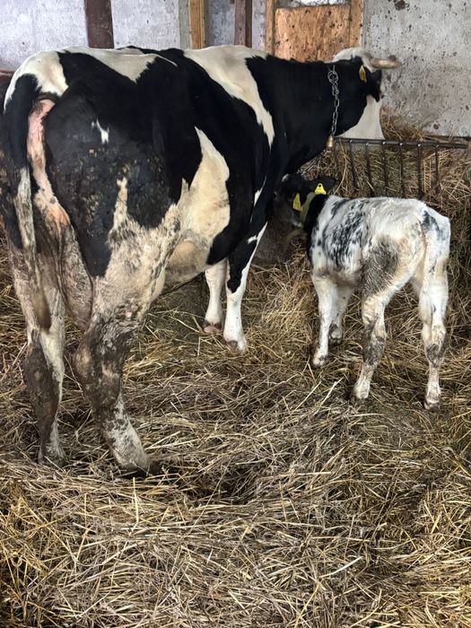 Vaca baltata pe negru