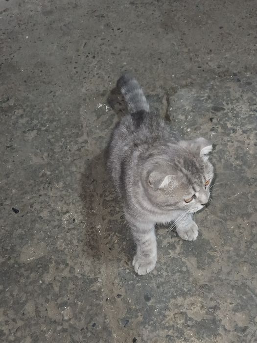 Zottor mushuk sotiladi zoning британские  короткошёрстная  mushug