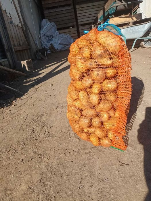 Cartofi alb rosu 50+