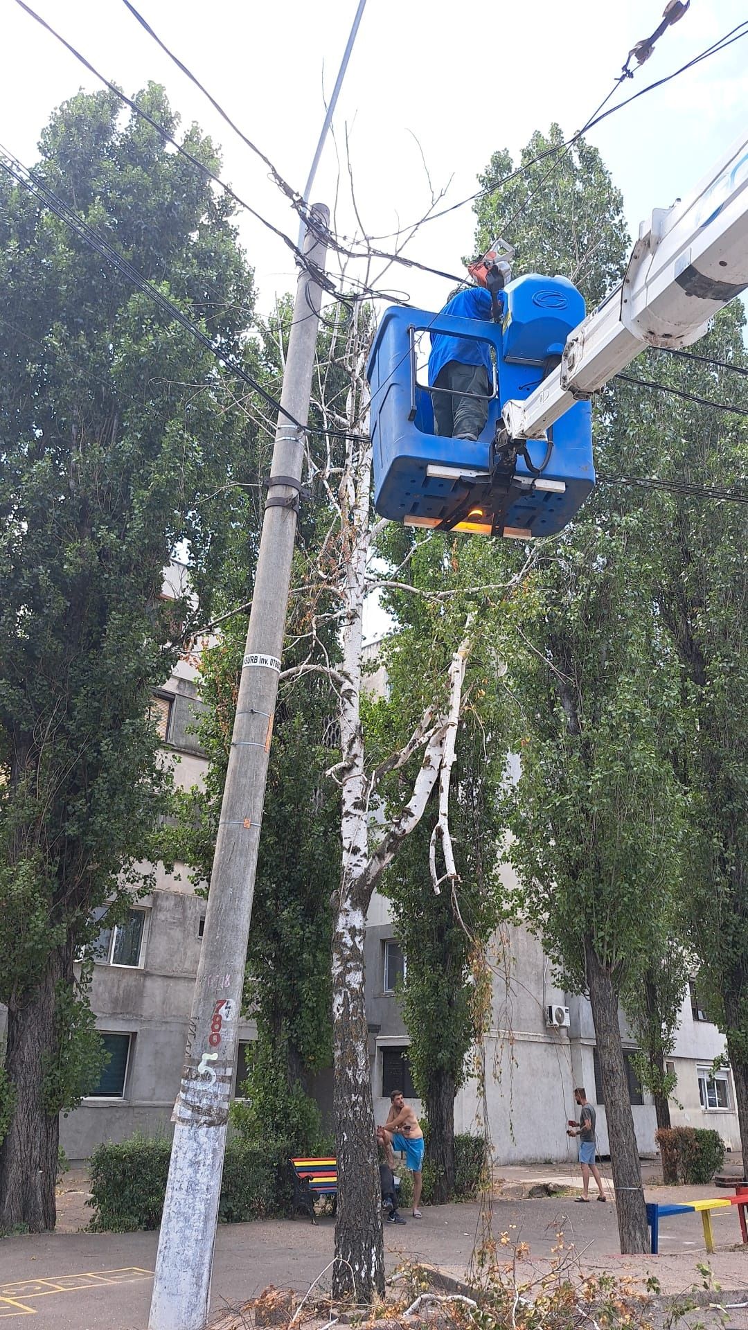 Tăiere/Toaletare Copacii/Intervenții Non stop