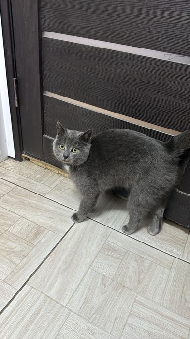 Отдам в добрые руки