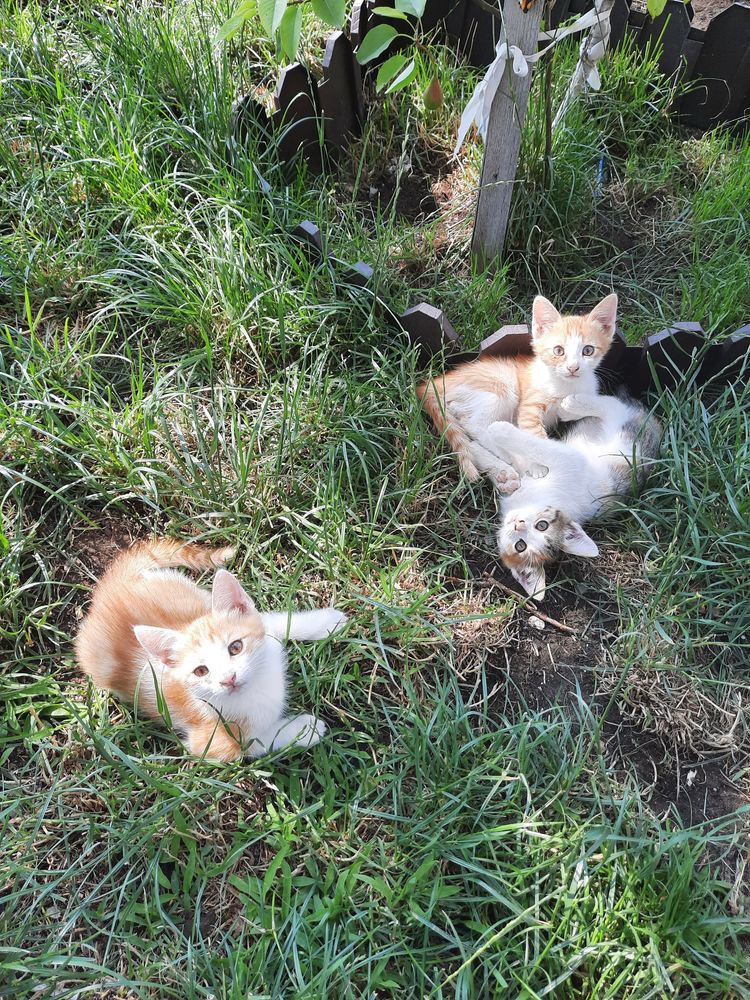 Отдаем котят в хорошие руки