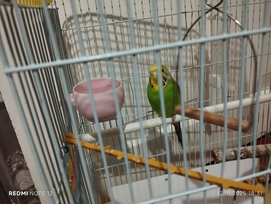 Попугай с клеткой