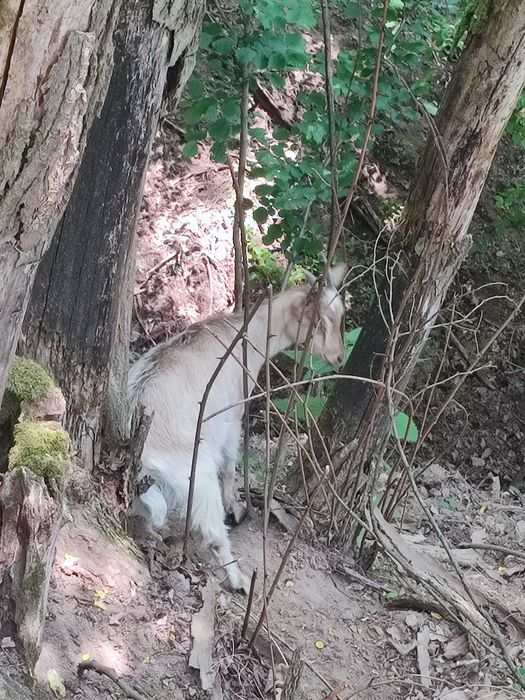 ‼️ Vand 3 iezi de capră– sănătoși, curați și bine hrăniți