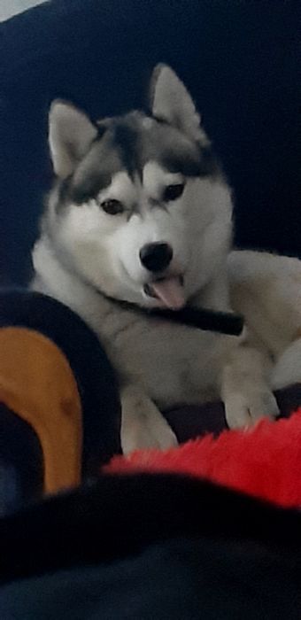 Ищем друга для случки