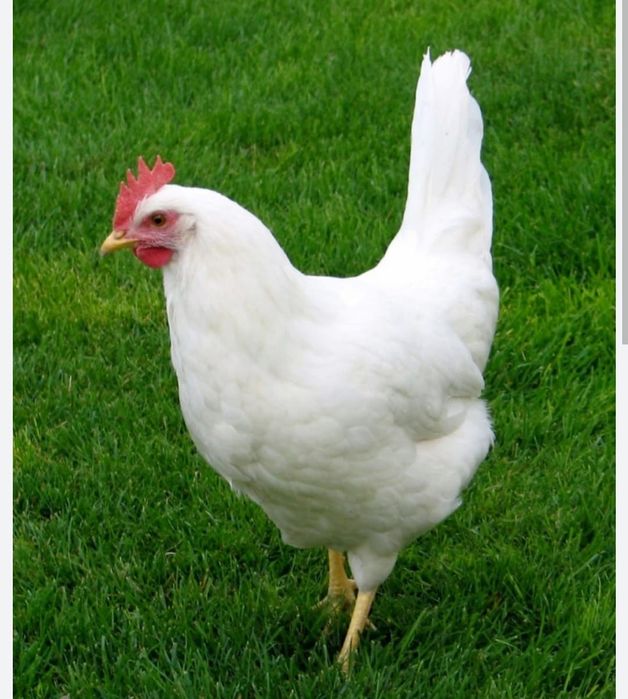 Куры несушки с доставкой