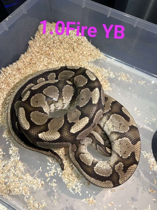 1.0 Fire YB ball python