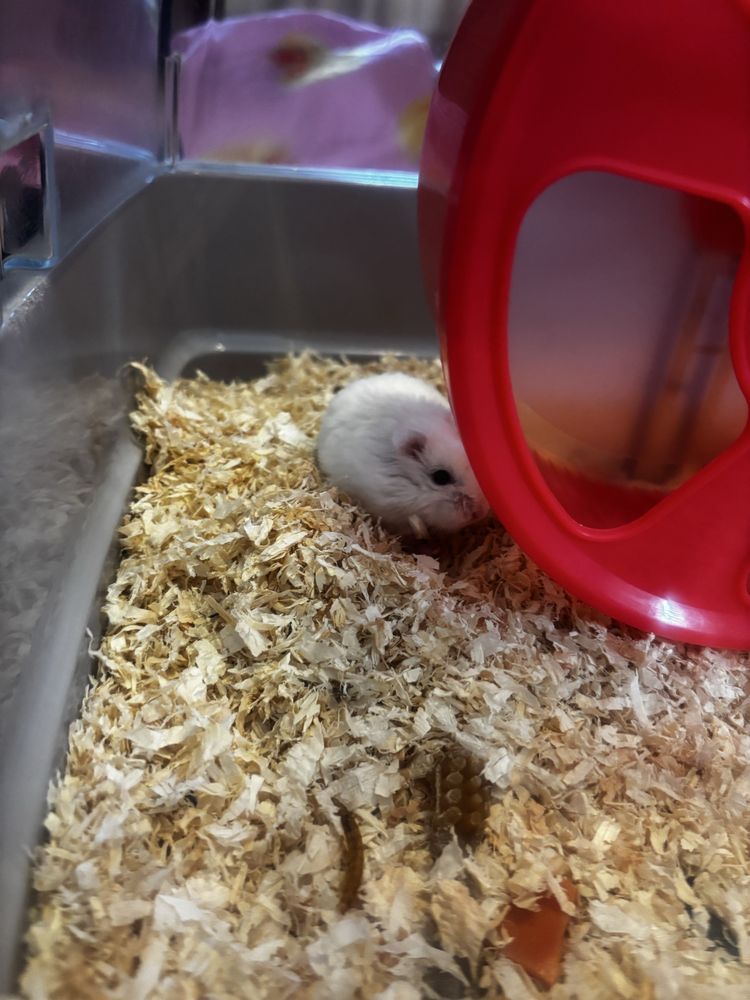 donez hamster urgent