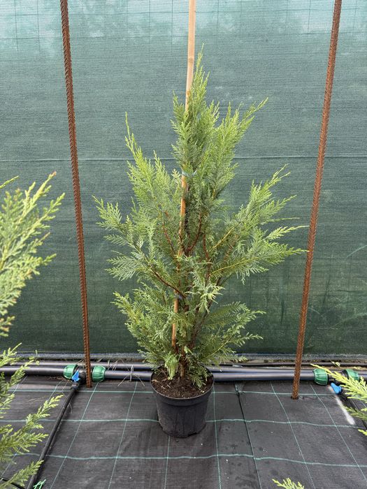 Oferta Cupressocyparis Leylandii