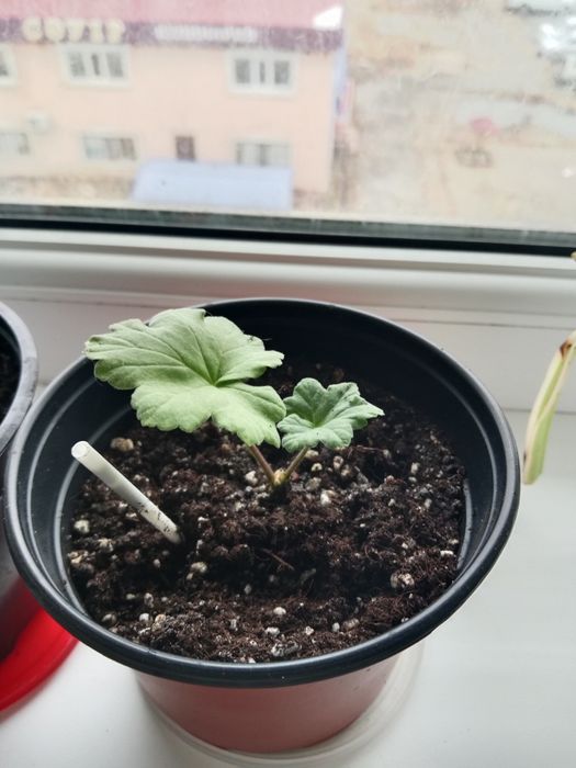 Растения  разные