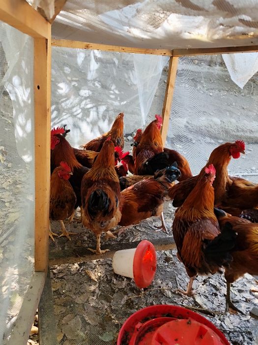 Кученские петухи в продаже.