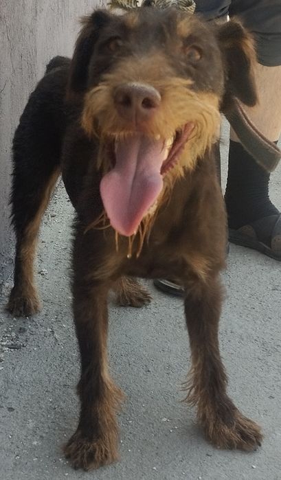 Ягтерер коричневый вязка