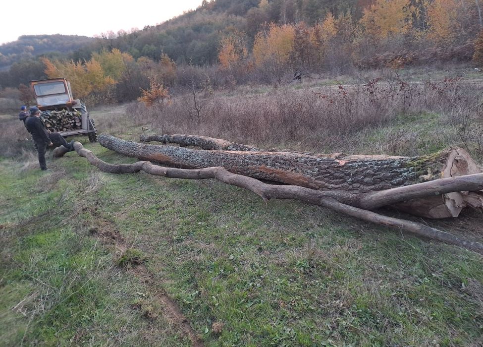 Vând esență tare